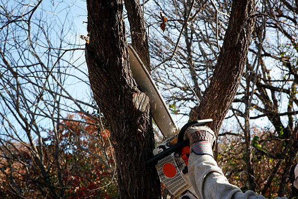 Best Leaf Removal  in USA